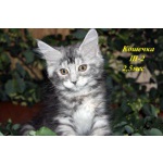 Котята Мейн Кун Кошечки и Котик