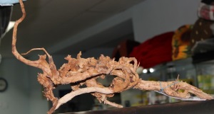 Коряга натур.