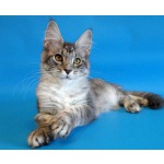 Чистокровные Котята Мейн Кун!