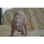 Котята Канадского сфинкса