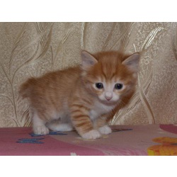 Котята Курильский бобтейл