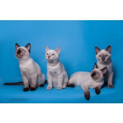 Питомник тайских кошек "Felinarium" предлагает