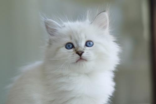 Очаровательные кошечки с голубыми глазами