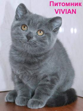 Британские голубые котята из питомника