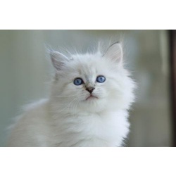 Очаровательные кошечки с голубыми глазами
