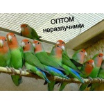 Волнистые попугаи оптом