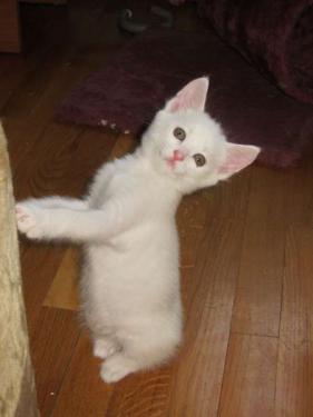 белый кот в добрые руки москва