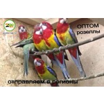 волнистые попугаи оптом