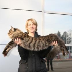 Котята самой крупной породы кошек - мейн-кун!