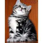 Британские котята черный мрамор на серебре Шоу класс.