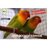 волнистые попугаи оптом