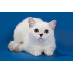Профессиональный питомник Британской короткошерстной породы кошек Milagroblanco предлагает