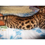 бенгальский котенок мальчик 2,5 мес