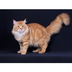Шикарный красный котик мейн-кун Бонапарт