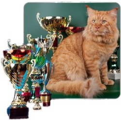 Мейн-кун котята от чемпиона Мира