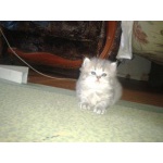 милые котята