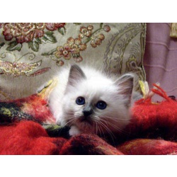 Домашний любимец Баланесс Блю Айз (Священная бирма), кошка