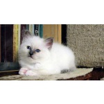 Домашний любимец Баланесс Блю Айз (Священная бирма), кошка