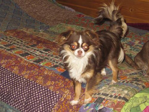 Чихуахуа. 1 год