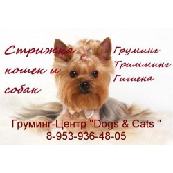 Стрижка собак, кошек без наркоза. Груминг-Центр "Dogs & Cats " г. Архангельск