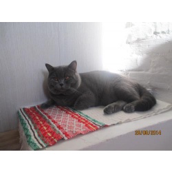 Шотландский кот на вязку