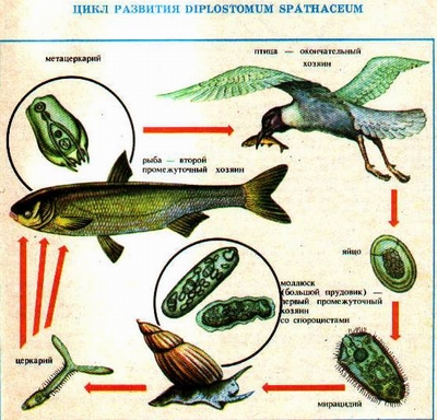 Гематомы на коже (Метацеркарии )