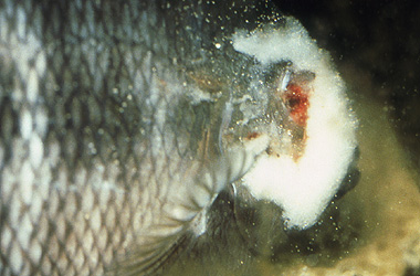 Сапролегниоз рыб, фото фотография болезни рыб