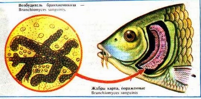 Доклад: Ихтиоспоридиоз - опасное заболевание рыб