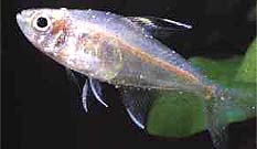 Фото: Ихтиофтириус (Ichthyophthirius, Ick, Ich, white spot)