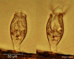 Апиозомоз (Apiosoma, Glossatella, Heteropolaria colisarum)