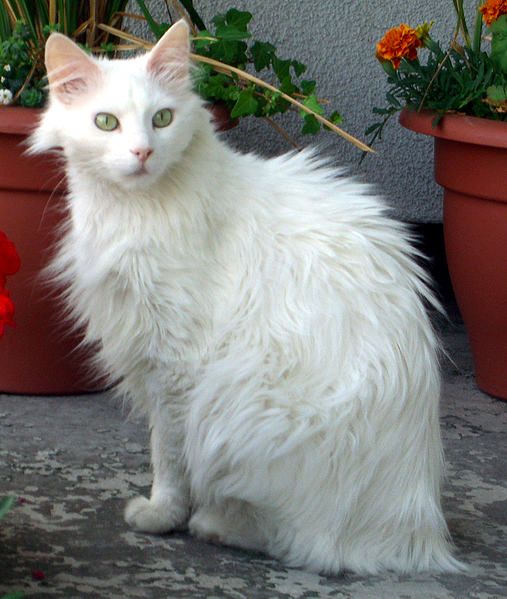 Турецкая ангора кошка 🐱: содержание дома, фото, купить, видео, цена