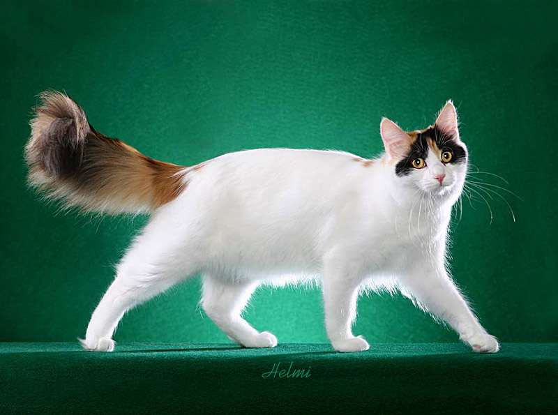Кошка Породы Ван Фото
