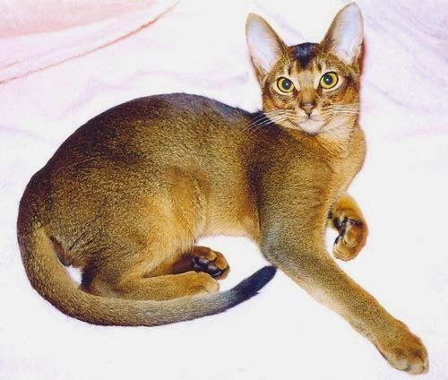 абиссинская кошка сколько стоит в ростове на дону