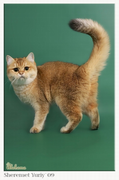 Британская короткошёрстная кошка 🐱: содержание дома, фото, купить, видео,  цена