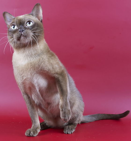Бурманская кошка 🐱: содержание дома, фото, купить, видео, цена