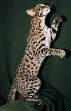 Великолепная кошка сафари