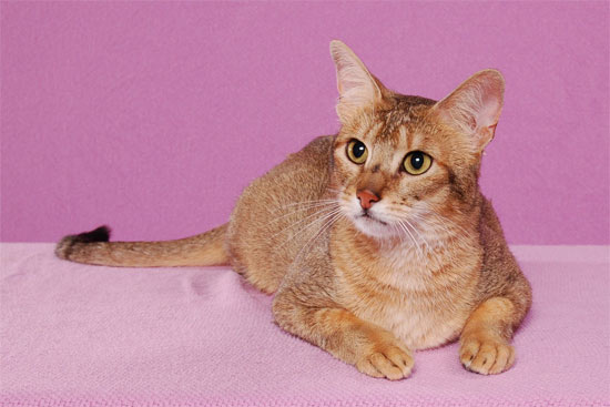 Чаузи (Chausie): фото и описание породы кошек (характер, уход и кормление)