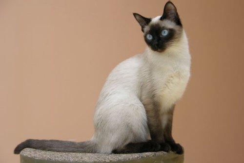 сиамская тайская кошка сколько стоит