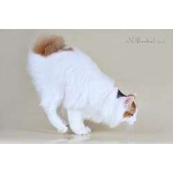 Курильский бобтейл (Kurilian bobtail)