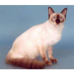 Балинезийская (Балинез)