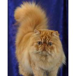 Персидская