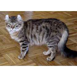 Американский кёрл (American curl)