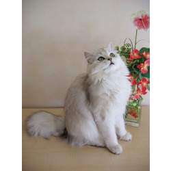 Британская длинношёрстная