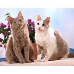 Йоркская шоколадная