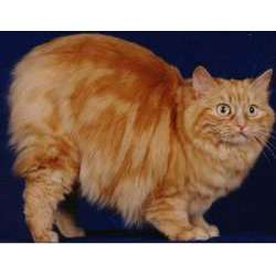 Кимрик (Cеmric cat)