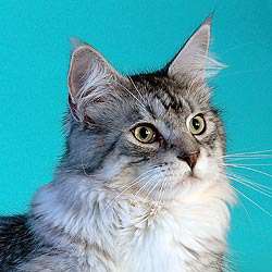 Мейн-кун (Maine Coon)