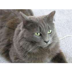 Нибелунг (Nebelung)