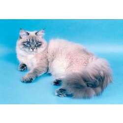 Невская маскарадная