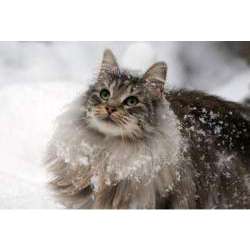 Норвежская лесная