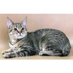 Пикси-Боб (Рixie-bob)